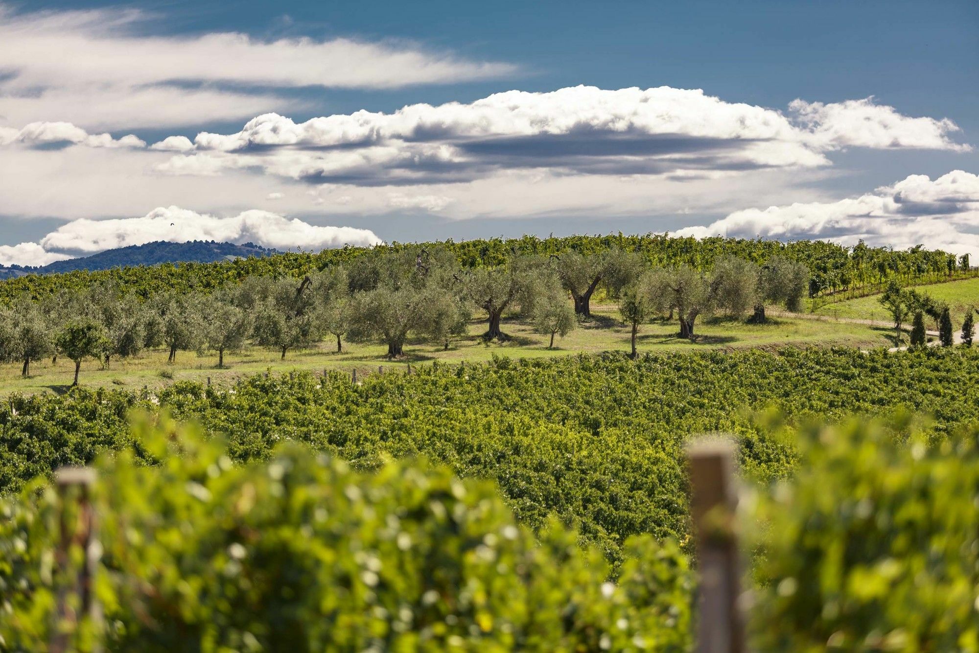 Pecora Vecchia - ColleMassari Hospitality Villa Cinigiano Esterno foto